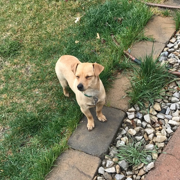 Meet your Posher, Max - Picture 1 of 1